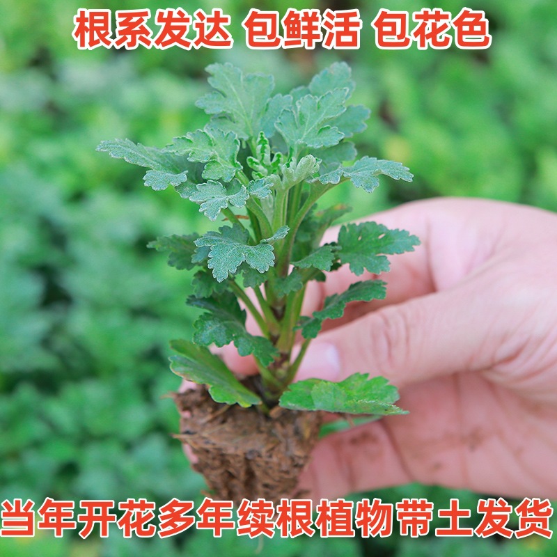 菊花苗小苗带土球盆栽千头菊雏菊秋菊大花室内外绿植花卉多年生