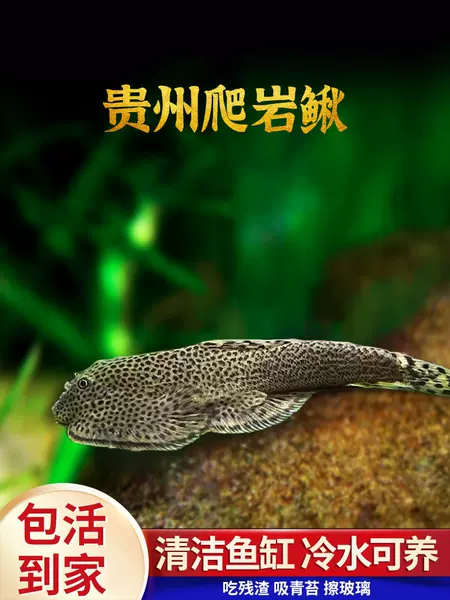 Guizhou Rock-Climbing Loach, a cold-water cleaner fish with two suckers, used for algae removal in aquariums without heating, a native fish species