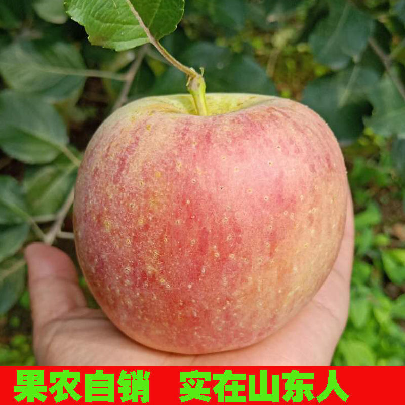 Apple Fruit 21 fresh Red Fuji Shandong Now pick Now send Rock sugar Heart Network leisure time