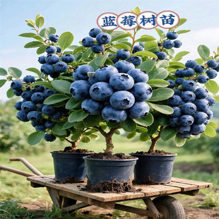 �ش��{ݮ������l25�����l؛�ļ��ͺ��Ϸ��������Ե��ԷNֲ������