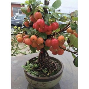 ���Ļ����Զ��t���Ϙ��辰�����̨����ͥԺ�ͺ�ֲ��ԭ���ذ꺣��