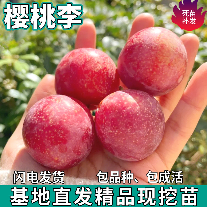 一件代发樱桃李子树苗南北方地栽盆栽种植新品种嫁接红肉甜李子苗
