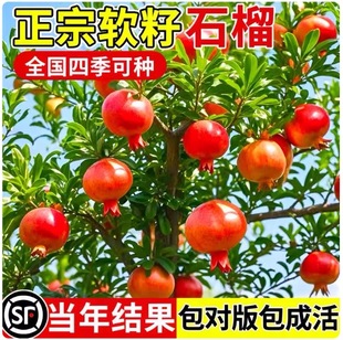 ʯ������ͻ��˹ܛ�џo����ꖼtʯ������ͥԺˮ�����ش�������