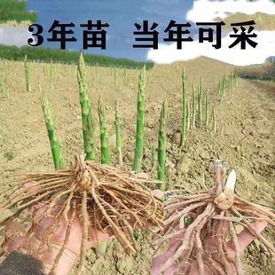 Asparagus Planting Seedlings, Old Root Balcony Potted Plants, Tender Green Purple Four-Season Asparagus Root Seedlings, Asparagus Seeds