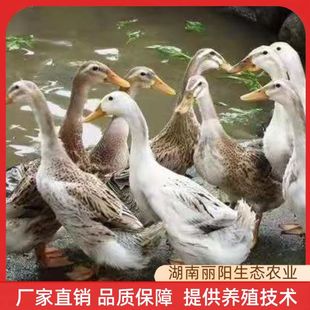 ���ϵ�������wС�S���������ֱ�u���кڷ������N��������ˮ��