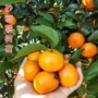广西嫁接无核无籽树苗