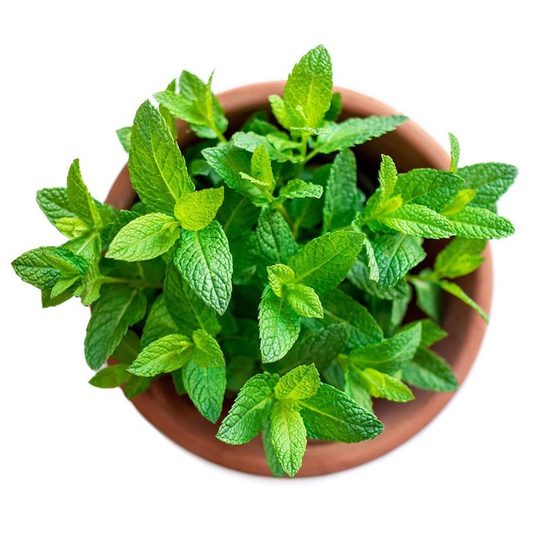 Mint Seed Potted Edible Mint Seedlings to Repel Mosquitoes and Spearmint Balcony Sowing Catmint Seeds in All Seasons