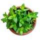 Mint Seed Potted Edible Mint Seedlings to Repel Mosquitoes and Spearmint Balcony Sowing Catmint Seeds in All Seasons