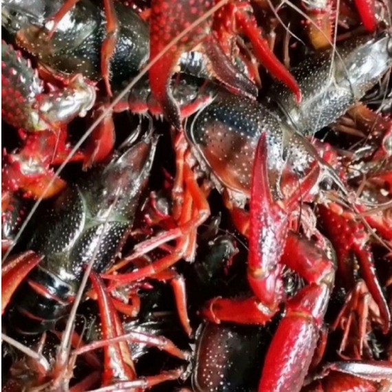 小龙虾789产地鲜活活虾夏季批发湖北潜江清水虾