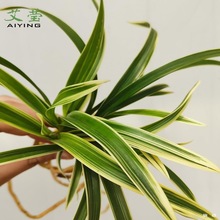 有香味的兰花苗 建兰矮种帝王妃 四季兰带金边艺浓香型室内外盆栽