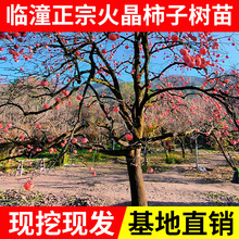 临潼嫁接火晶柿子甜南北方种植耐寒土地栽果树苗当年结果包邮