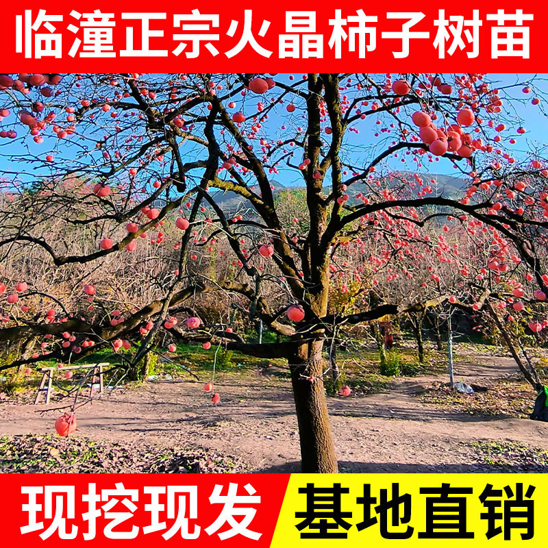 临潼嫁接火晶柿子甜南北方种植耐寒土地栽果树苗当年结果包邮