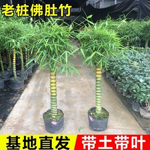 ������Ϙ��辰�������k���҃ȴ����^�p���F��ͥԺ�ļ����^�Gֲ��