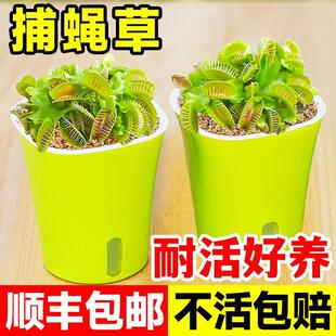 Potted Venus Flytrap, Extra Large Pitcher Plant, Nepenthes, Carnivorous Plant, Green Plant, Hydroponic Mosquito Repellent, Fun Insect Catching Plant