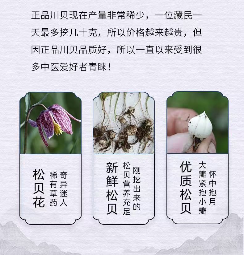 Sichuan Chuan Bei Mu Song Bei Fritillaria Bulbs Dried TCM Herb 1g Sample Pack in use