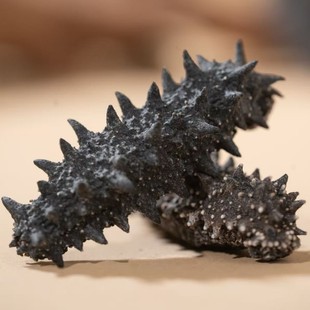 ���_˹Ұ������ɵ������Ŵ̸��ݰl�ʺ�����؛���aƷ�S��Դ�^���l