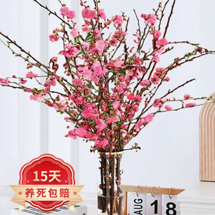 �t÷���r��֦�����һ����֦�D÷�r��֦����ѩ������ֲ���r�л�