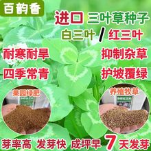 进口三叶草白三叶红三叶多年生四季常青耐寒耐旱护坡绿化绿肥种子