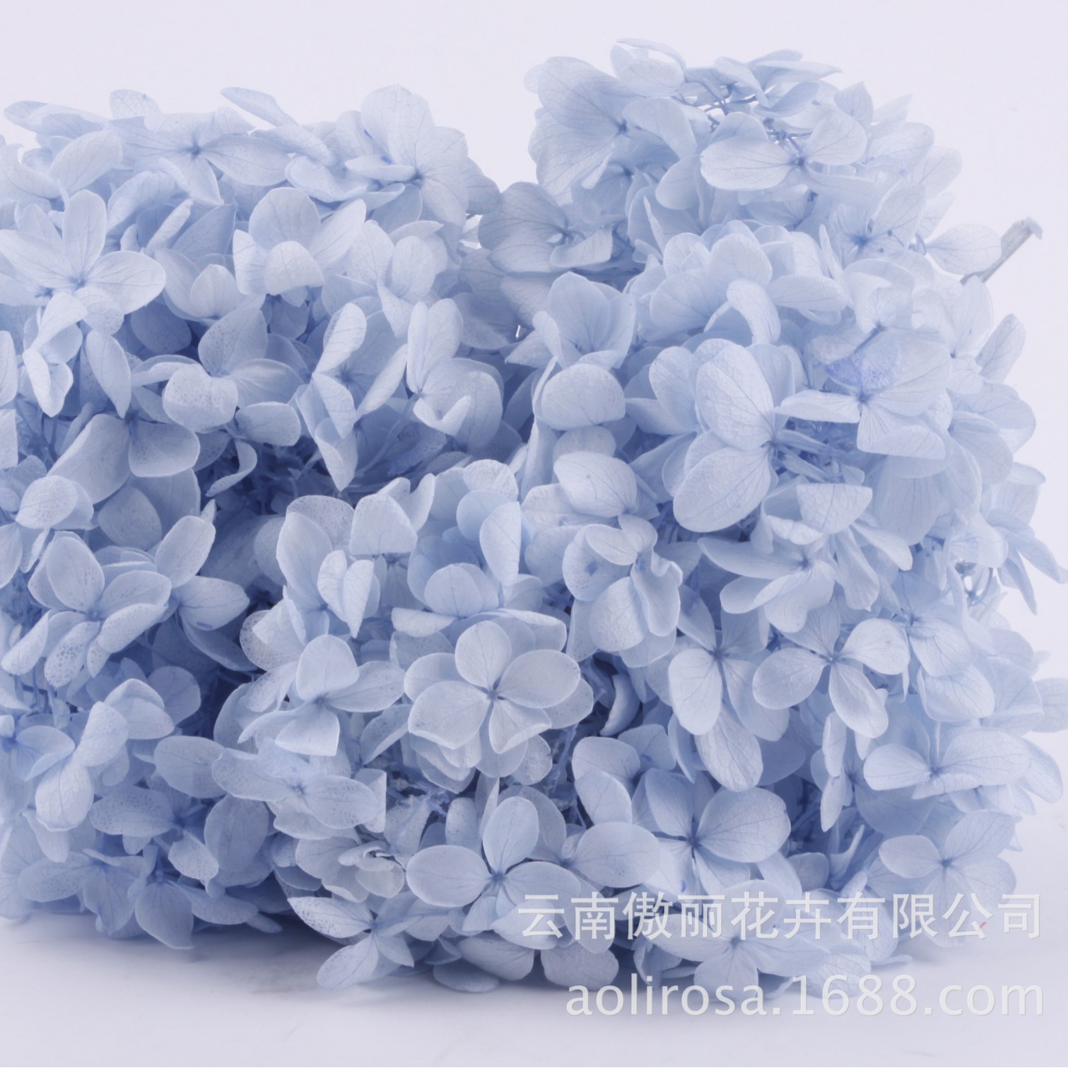 Flores Secas de Hortensia Preservadas A+, Fabricante de Flores Frescas Preservadas, Venta al por Mayor, Caja de 20g, Hortensia de Hoja Mediana Preservada