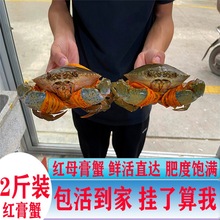 红膏蟹鲜活活蟹母蟹特大号肉蟹红鲟海蟹猷蠓跨境