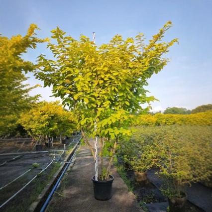 2311 Gardening Base Wholesale Supply Golden Leaf Umbrella Flowers Fake Wood Beans Potted Seedlings 2- 3m High Golden Leaf Tree