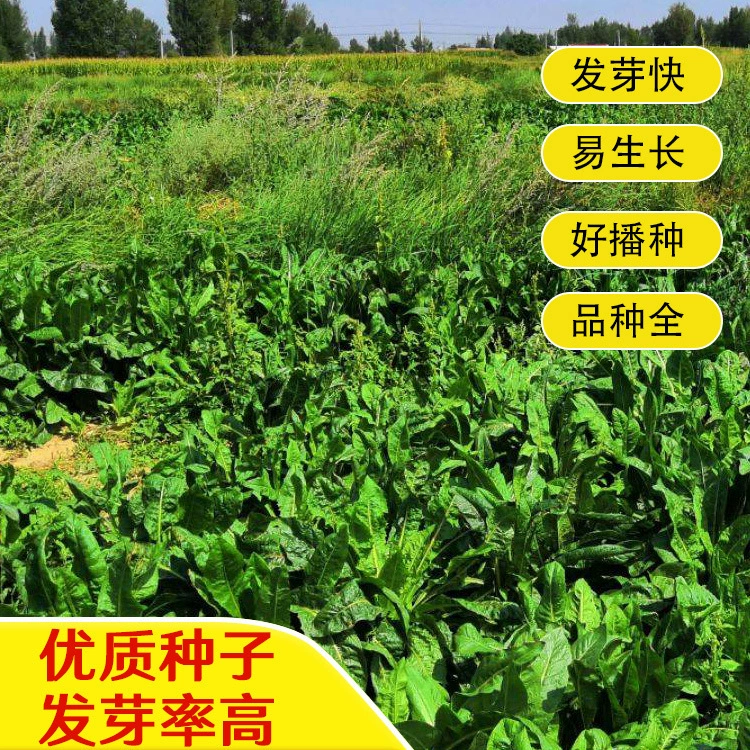 Семена одуванчика — многолетние, морозостойкие и высоковысокопродуктивные кормовые семена для овец, крупного рогатого скота, кроликов, кур, уток и гусей. Скорость прорастания кормовых семян выше.