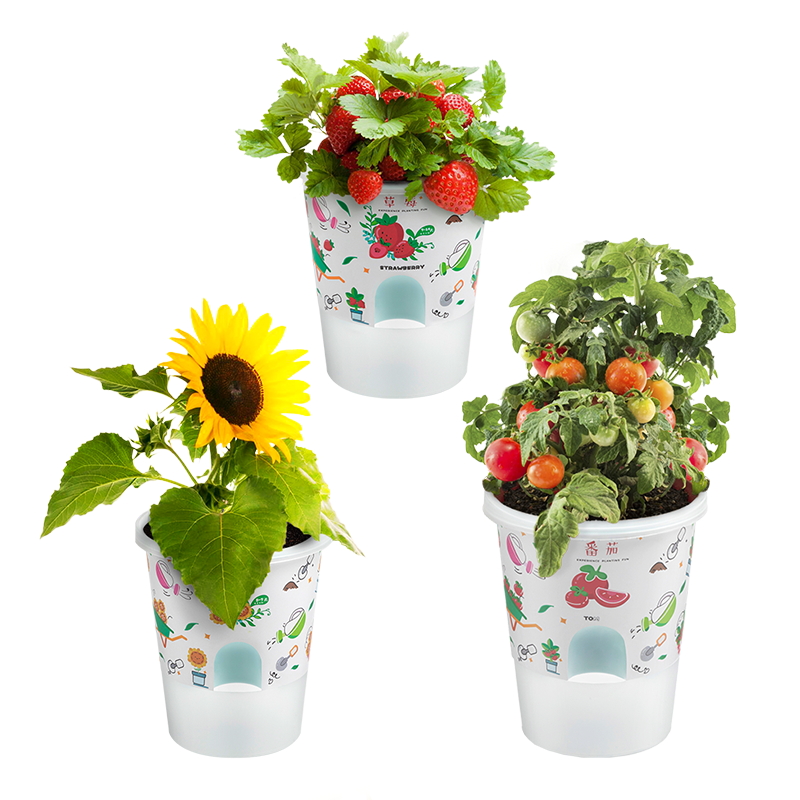 Niños y estudiantes de primaria plantan pequeñas plantas de maceta, flores, tomates, cajas de fresa, interacción entre padres e hijos, jardín de infantes, regalos del 1 de junio image 5