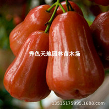 ɏ�F������޽�����~�t�ڽ���ɏ�F���������Ƽtɏ�F�箔��Y��