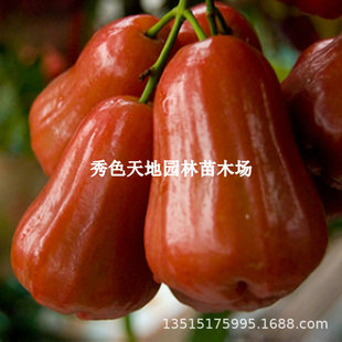 ɏ�F������޽�����~�t�ڽ���ɏ�F���������Ƽtɏ�F�箔��Y��