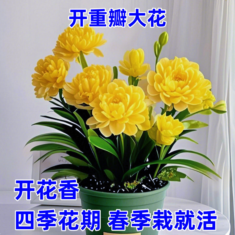 香りが強く、開花期間が長い、大きな花、フランニンガーフラワー、緑の植物、四季咲き、室内で育てやすい、バルコニー、リビングルームの浄化|undefined