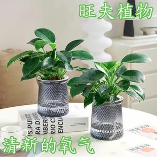 Golden Diamond Potted Green Princess Indoor Plant Flower Hydroponic Small Green Plant Easy to Maintain Formaldehyde Absorption Living Room Prosperous Home Easy to Maintain