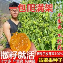 东北姑娘果【黄菇娘种子】水果果灯笼果薄皮姑娘果籽种子浆果种籽