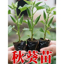 寿光高产秋葵种子鲜嫩爽口四季水果黄秋葵蔬菜秧苗阳台盆栽