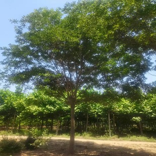 �@�ֹ���   �G����ľ   �G����N �е���Nֲ���� �S�ҹ���