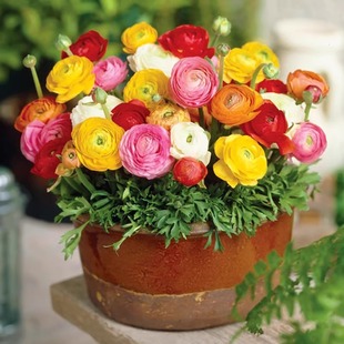Flower Ranunculus oceanic peony seed root double petal celery leaf peony indoor potted bulb flower Persian buttercup flowering
