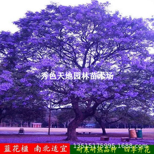 �{��麘�����ϡ���F��ľ�{�{�F���P��ľ�t�����ͥԺ�ֵ��L����ľ