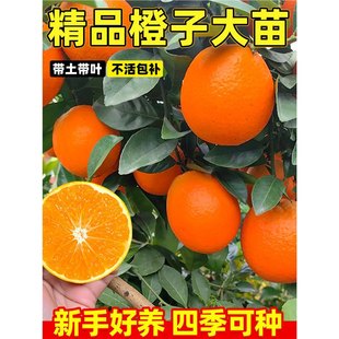 �����M��Ě����޽Ӽ~�ɠ�������t��Ѫ�ȼt�����ָ̹������ֺ��B