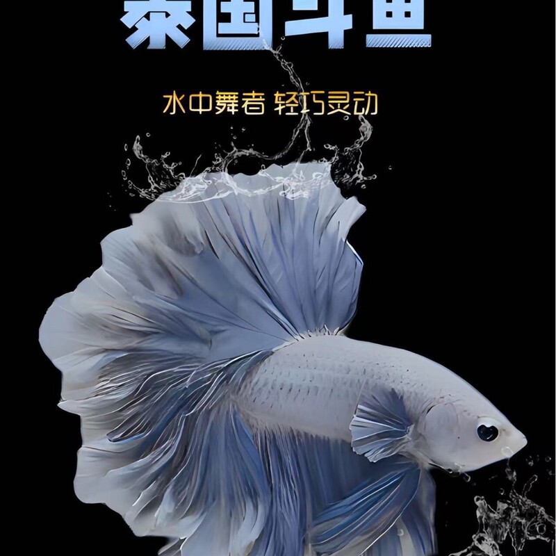 Thai Betta Fish Pink and White Half-Moon Wedding Fish Lazy Fish Popular Pet Tropical Fish Easy to Maintain Cold Water Fish Super Beautiful