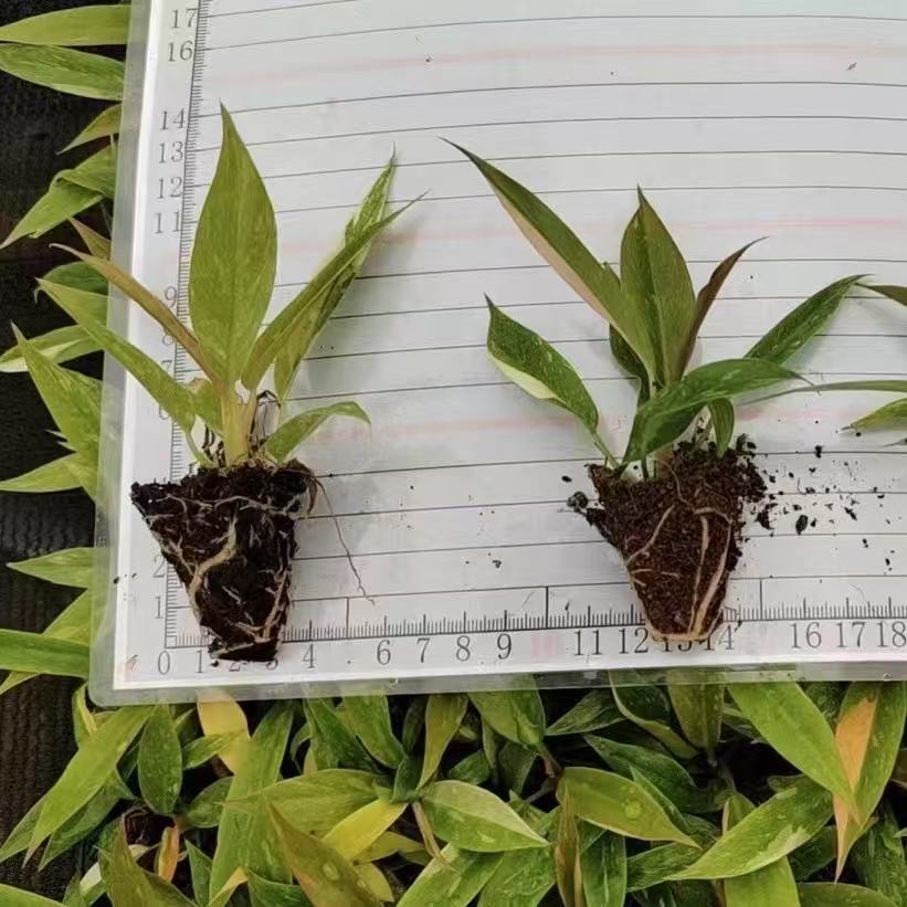 889ba6dfa2f14e2b5db1df87e59706