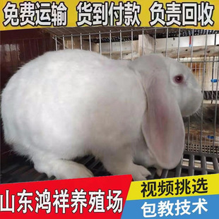 ɽ�|��������������w�����ð��\ݔ�S��ֱ�N��ɫ�����Ñ��зN��