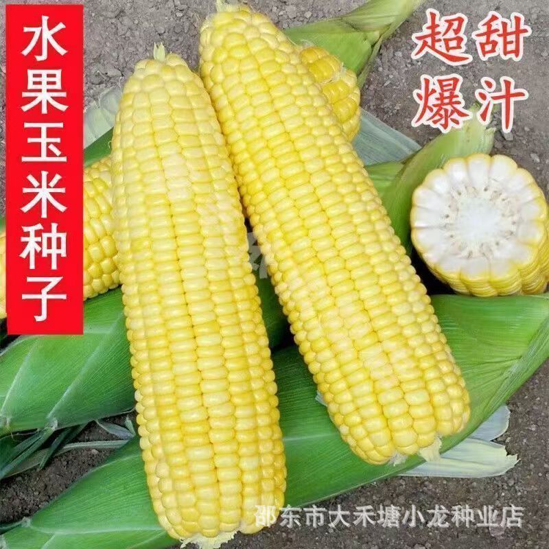 超甜水果玉米种子生吃甜脆多汁大田高产早熟大棒春秋四季甜玉米籽
