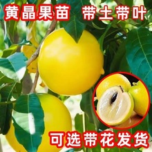 �S��������޽��S�������۶����ļ�����Y���Ϸ��Nֲ�������Ե�