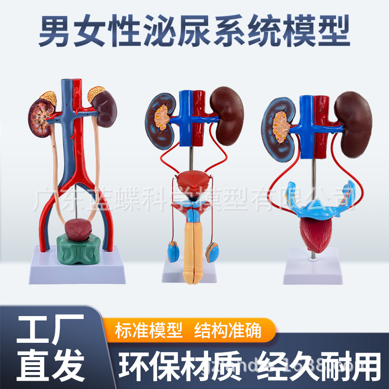 ������������ϵͳģ������ܰ������ ҽѧ��ֳϵͳ�������ģ��