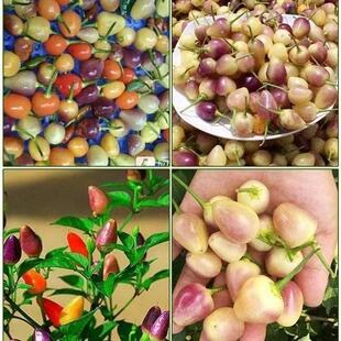 �߲��ݽ��N�� ����ݽ��N�� ���\�����齷�߲˷N�Ӵ��ﲥ��������