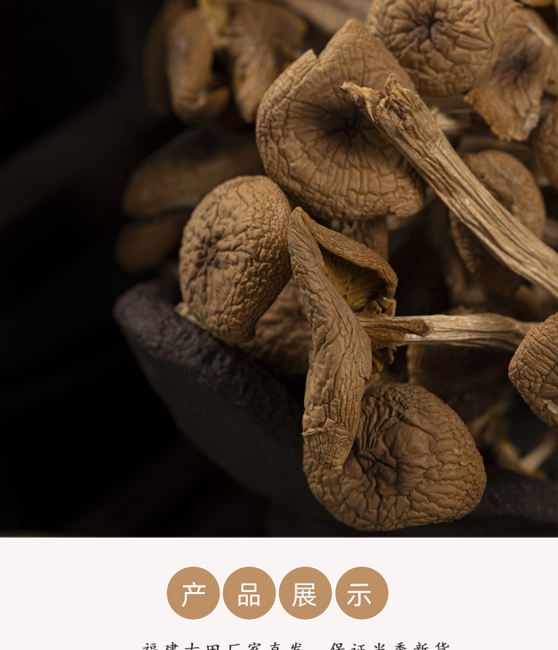 2023不开伞茶树菇_05