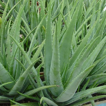 «����  ������ «��ֲ�� ��ȡ