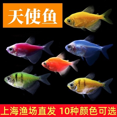 青苹果柠檬天使鱼批发活体热带观赏鱼红蓝紫黄绿翡翠老虎五彩渔场
