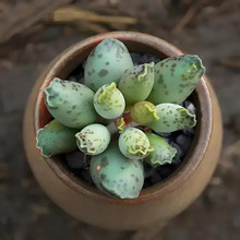 多肉植物海豹水泡群生多头盆栽花卉绿植室内阳台办公桌防辐射肉肉