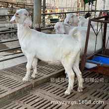 白山羊羊苗價格白山羊養殖場白山羊羊羔白山羊活體懷孕母羊價格