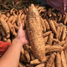 rFڟo۸ƬrخaȻҰҜĹr